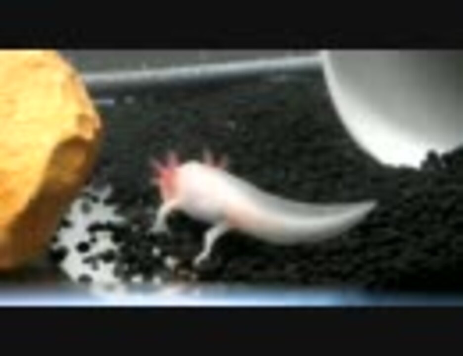 ウーパールーパーのごはん狩り 飼育５３日目 ニコニコ動画