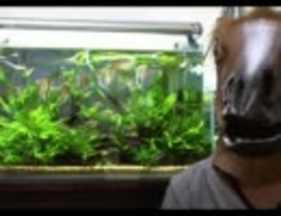 人気の 水草水槽 動画 252本 2 ニコニコ動画