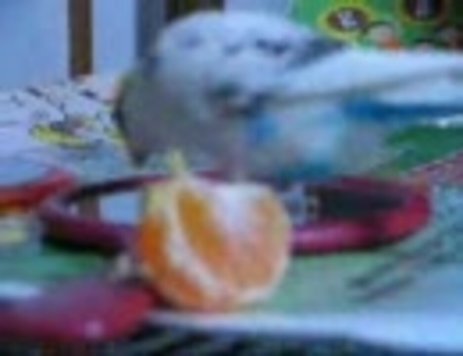 みかんを食べるセキセイインコさん ニコニコ動画