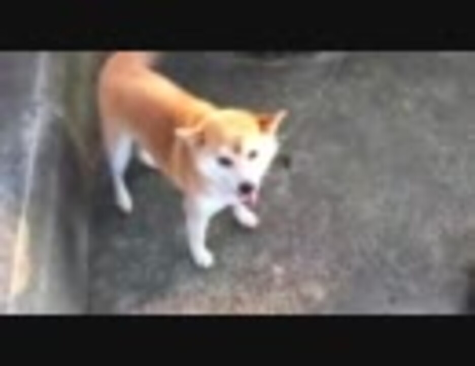 おう犬の真似しろよ ニコニコ動画