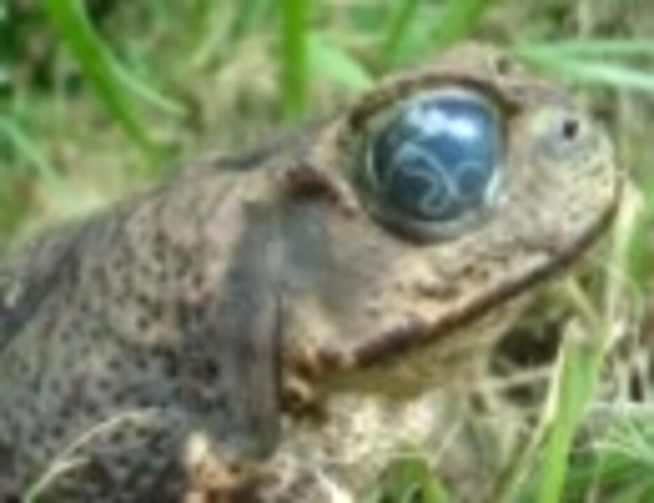 グロ注意 寄生虫に目を乗っ取られたカエル ニコニコ動画