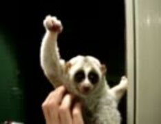 勝利のガッツポーズをする淫夢くん
