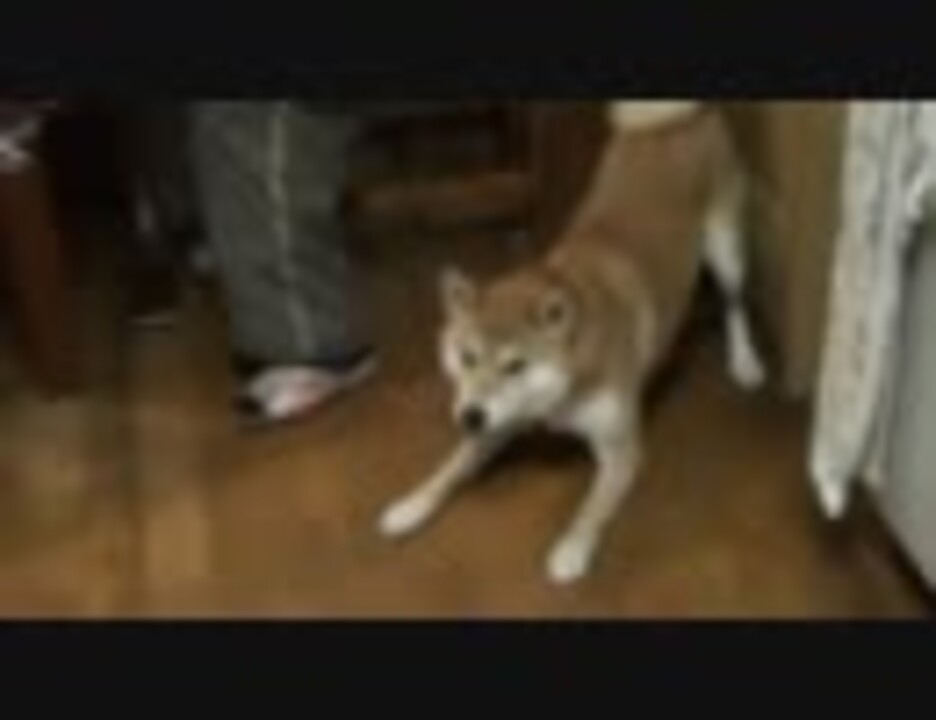 うちの柴犬のくしゃみがなんかおもしろい ニコニコ動画