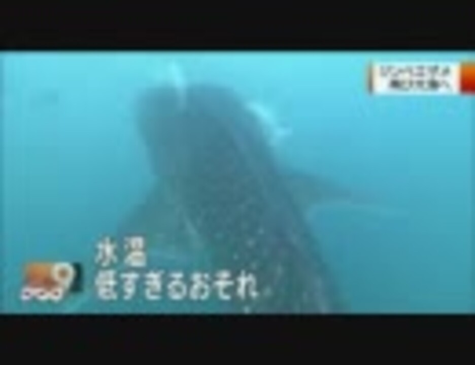 人気の じんべいざめ 動画 本 3 ニコニコ動画