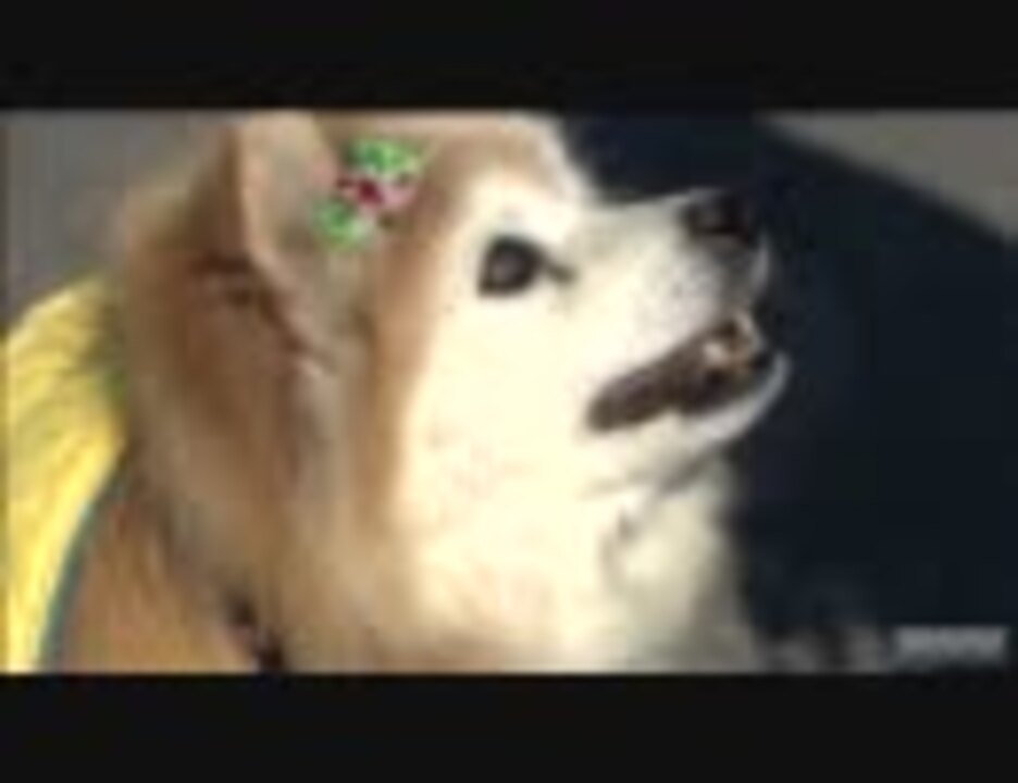 世界最長寿の犬 プースケ死ぬ 26歳8カ月 ニコニコ動画