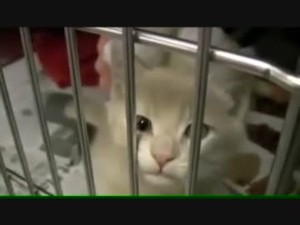 24万頭殺処分 猫を捕獲してみた 保健所送り ニコニコ動画
