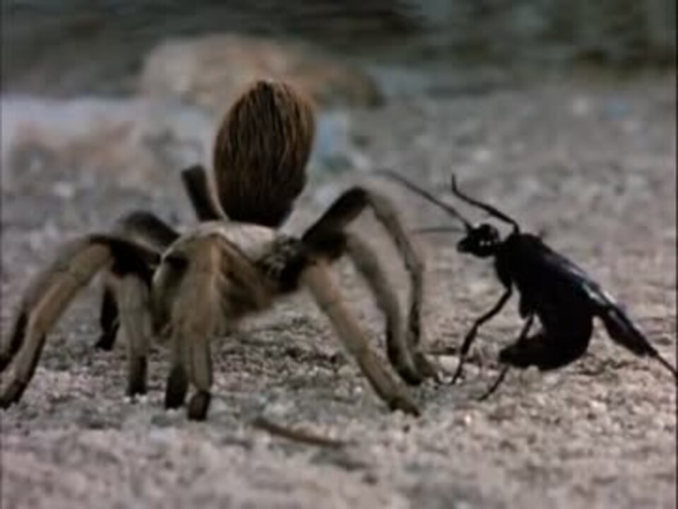 世界最大の蜂 ベッコウバチ Vs タランチュラ 捕食寄生 ニコニコ動画