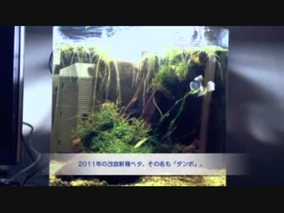 人気の アクアリウム 熱帯魚 動画 1 376本 12 ニコニコ動画