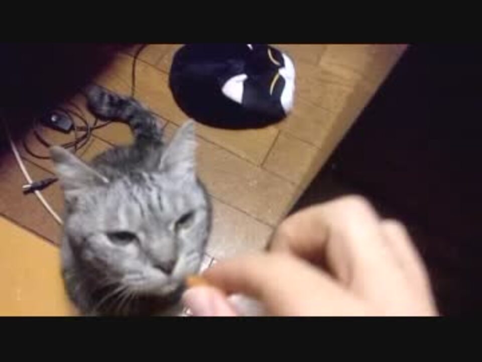 【グロ】獰猛な肉食獣の貴重な捕食シーン　その2 - ニコニコ動画