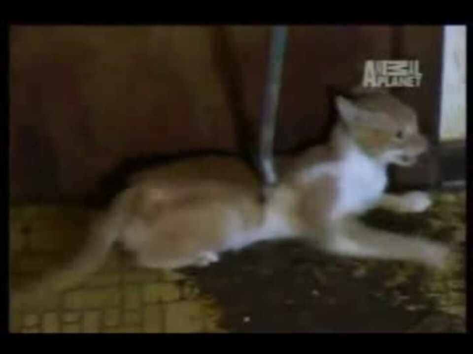 悪臭 猫屋敷の猫を一網打尽 騒音 ニコニコ動画