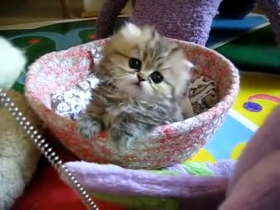 もふもふしいペルシャ猫の子猫が可愛い ニコニコ動画