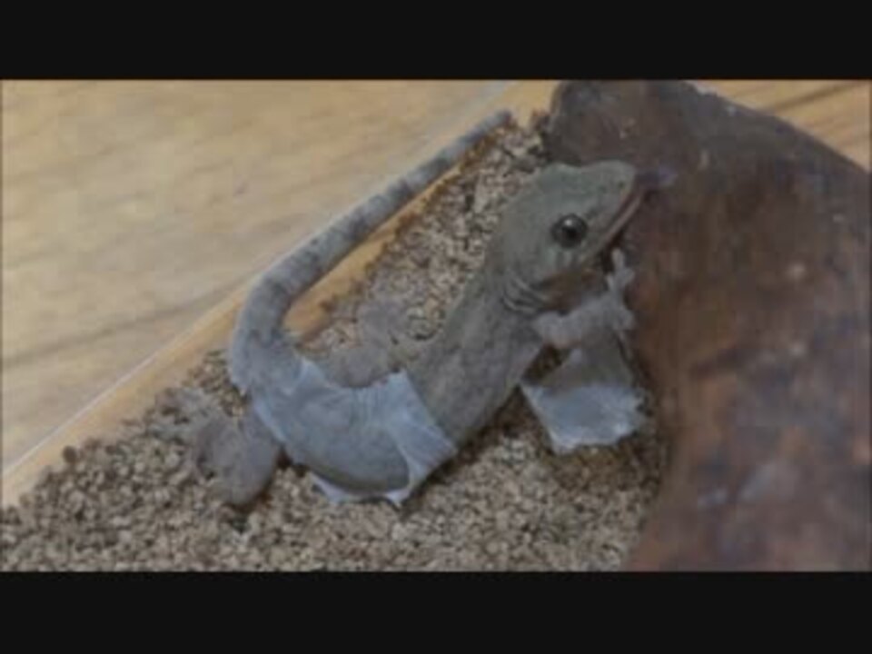 人気の ヤモリ 動画 266本 8 ニコニコ動画