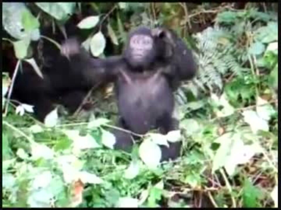 子供のゴリラがキングコングのように胸を叩こうとしたけど失敗ｗｗｗ ニコニコ動画