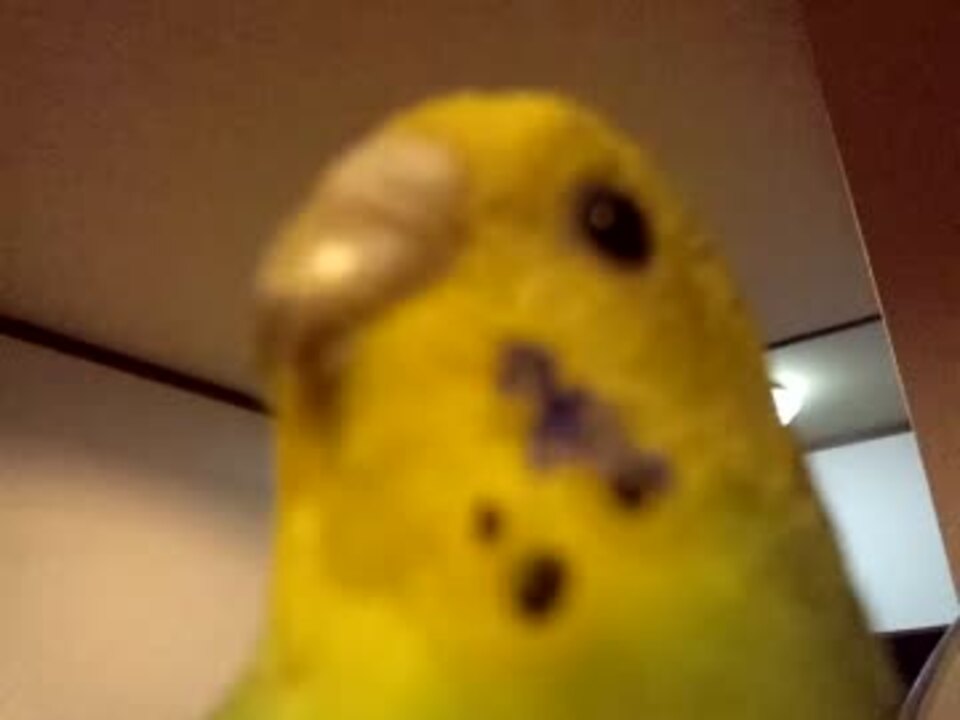 人気の 鳥 インコ 動画 2 354本 28 ニコニコ動画
