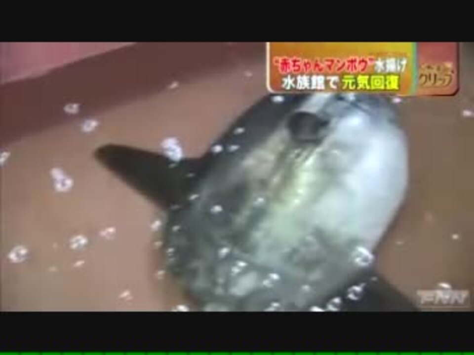 生後6カ月のマンボウ2匹が陸揚げされる 水族館へ ニコニコ動画