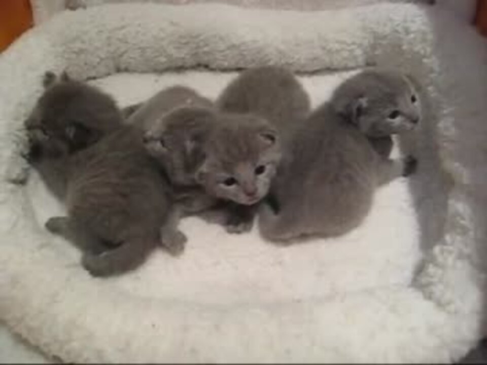可愛いロシアンブルーの子猫たち ニコニコ動画