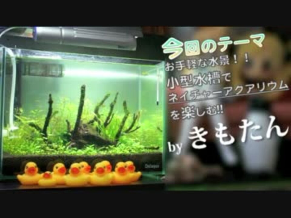 水槽 キモオタが水草水槽 ミニ を立ち上げ た ぞ アクアリウム ニコニコ動画