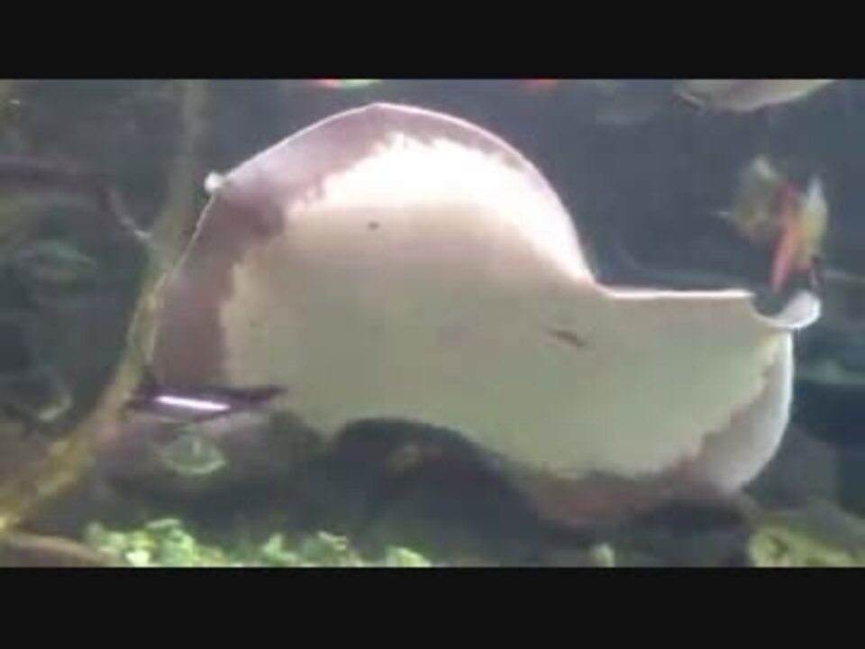 板橋区立熱帯館 大型魚水槽 ヒマンチュラ チャオプラヤ 淡水エイ ニコニコ動画