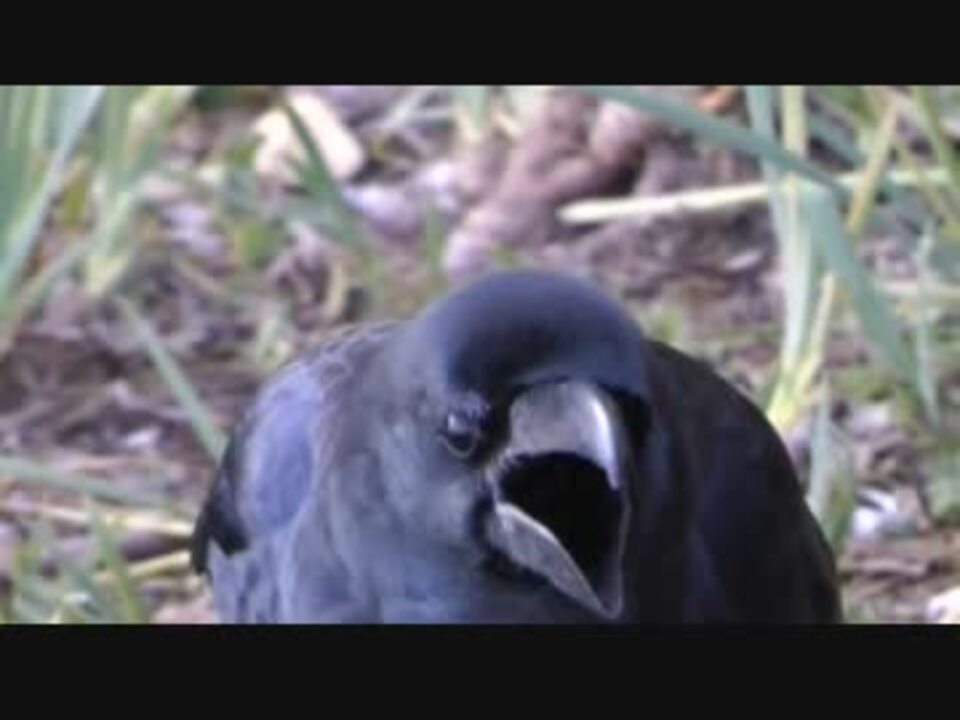 人気の カラス 鳥 動画 161本 4 ニコニコ動画