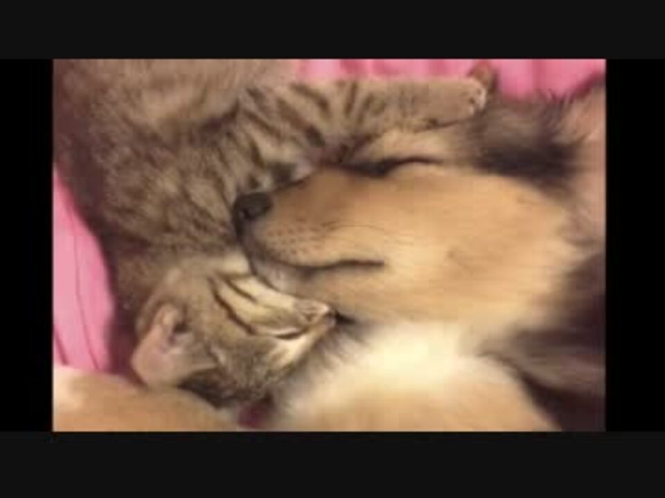 仲良くなっていく子犬と子猫 ニコニコ動画