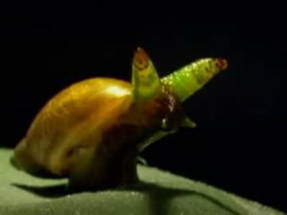 カタツムリのゾンビ 寄生虫の幼生が眼に移動 ニコニコ動画