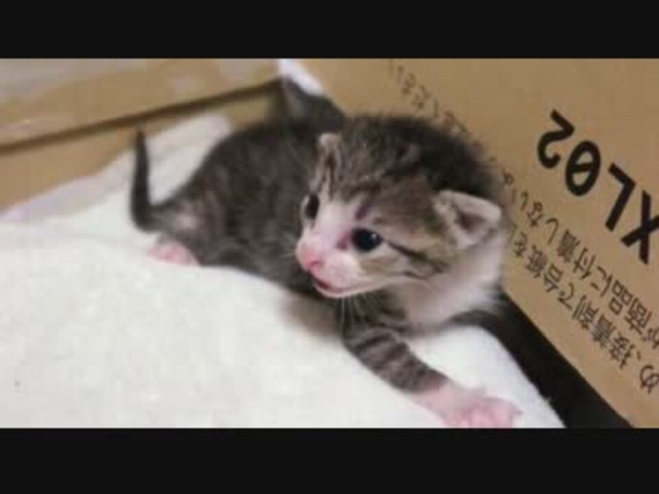 子猫おはぎ日記 ニコニコ動画