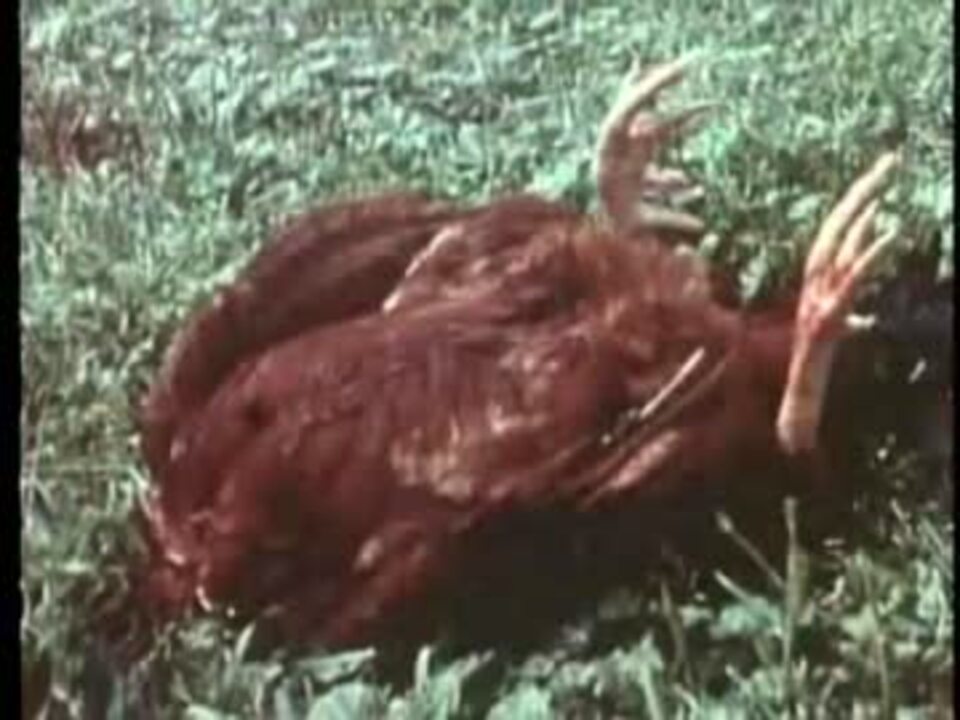 鶏の処刑シーン 首を切断 ニコニコ動画