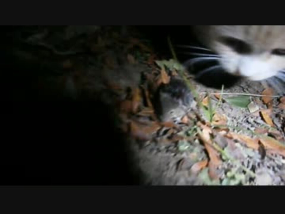 うちの猫がねずみ食べてた ニコニコ動画