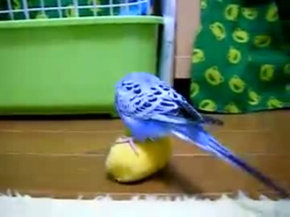 人気の ｾｷｾｲｲﾝｺ 動画 2 696本 34 ニコニコ動画