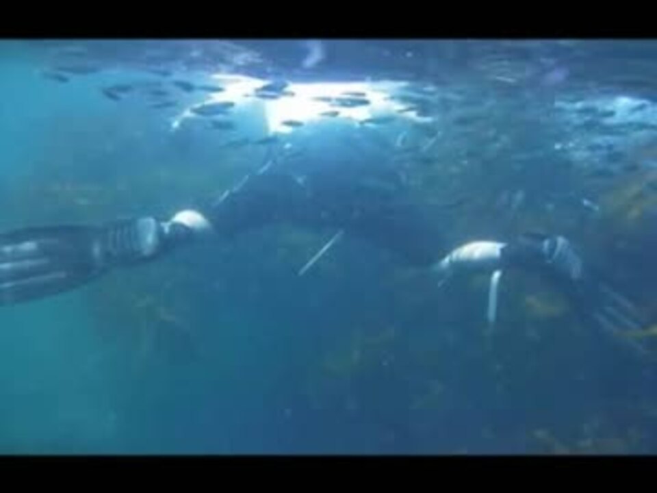 人気の 海 ダイビング 動画 141本 ニコニコ動画