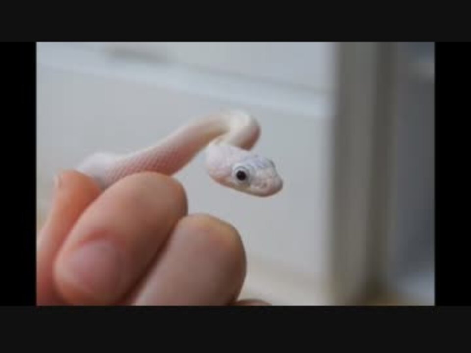 人気の 蛇 Av あにまるびでお 動画 264本 2 ニコニコ動画