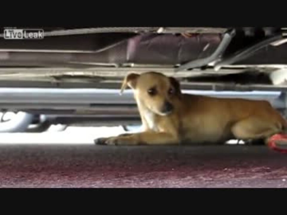 駐車場に捨てられた子犬が再び人間に心を開く瞬間 ニコニコ動画