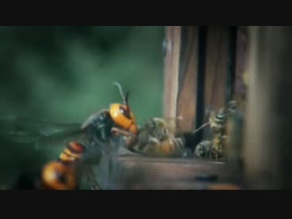 スズメバチ30匹 Vs ミツバチ匹 ニコニコ動画