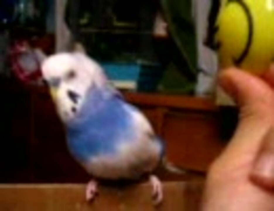 人気の セキセイインコ 動画 2 510本 29 ニコニコ動画