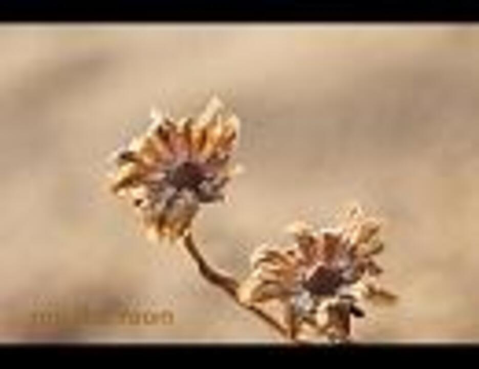 エターナルポーズ ニコニコ動画