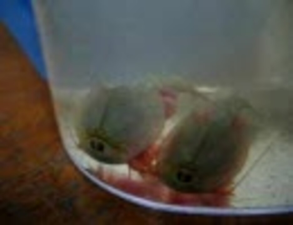 人気の 古代生物 動画 11本 ニコニコ動画