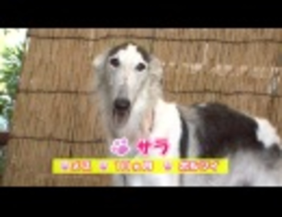 人気の ボルゾイ 動画 47本 ニコニコ動画