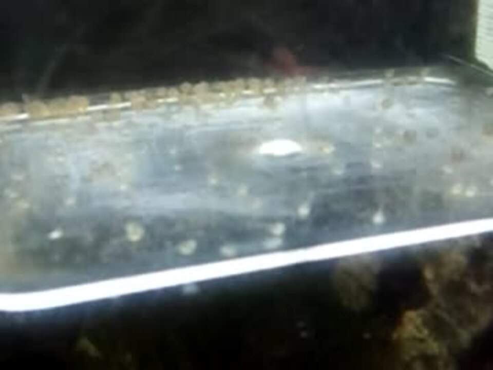 白コリドラスの稚魚生まれたての風景 ニコニコ動画