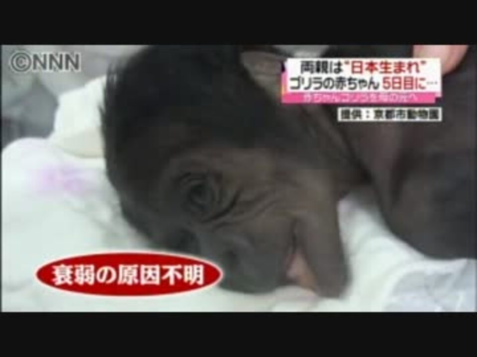 両親は日本生まれのゴリラの赤ちゃん ニコニコ動画
