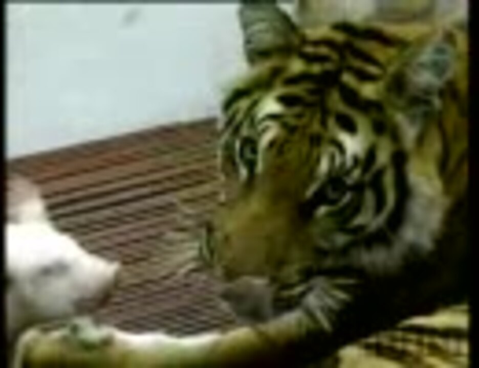 トラが子ブタの世話をする タイ ニコニコ動画