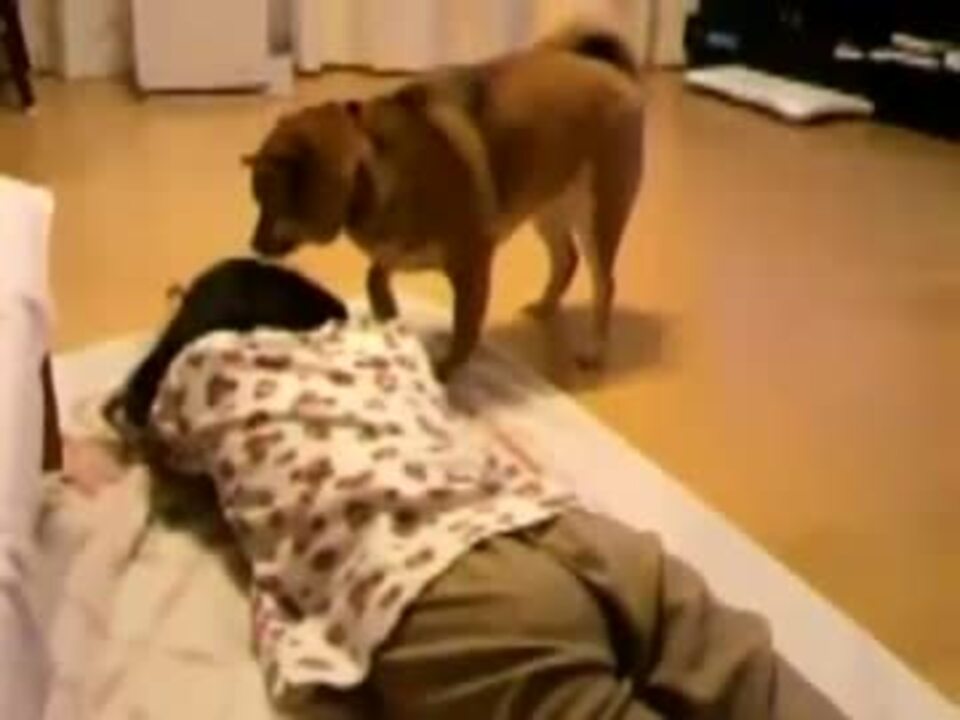 家の柴 娘の頭に スリスリ ニコニコ動画