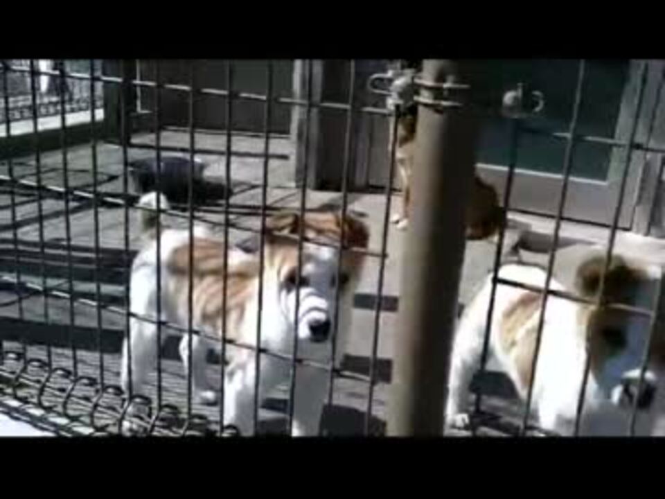 福山市動物愛護センターの譲渡犬 ２４年２月２０日 ニコニコ動画