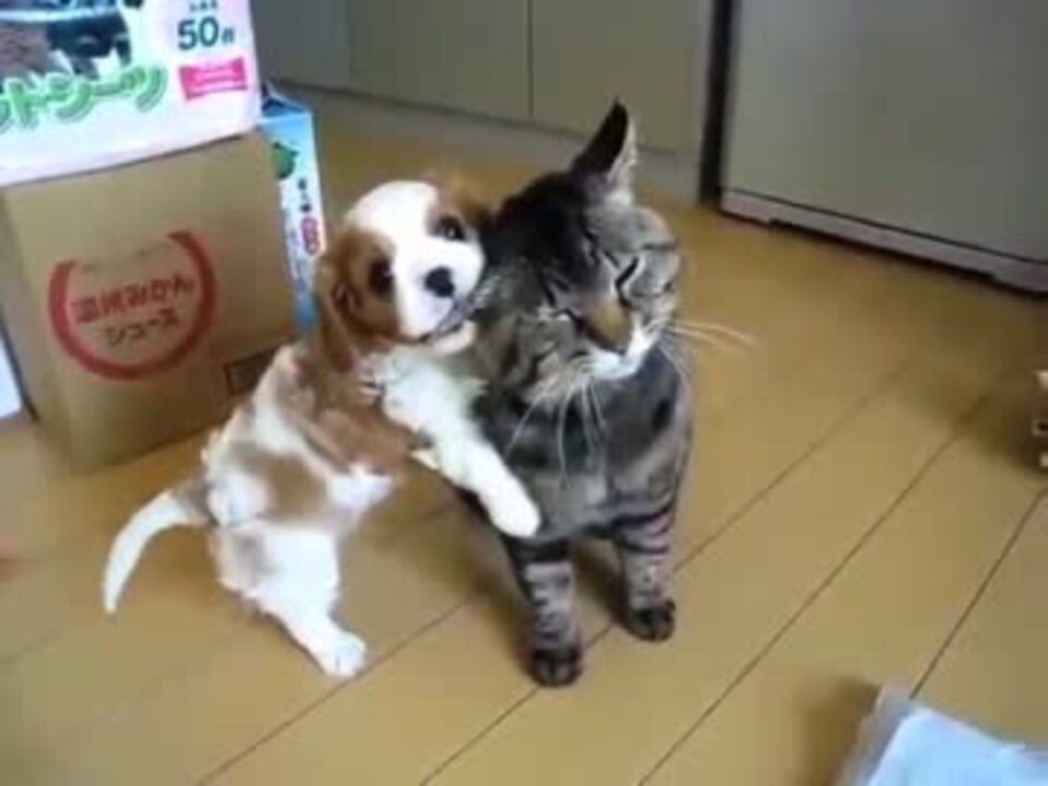 ひたすらはむはむする犬とひたすら耐える猫 ニコニコ動画