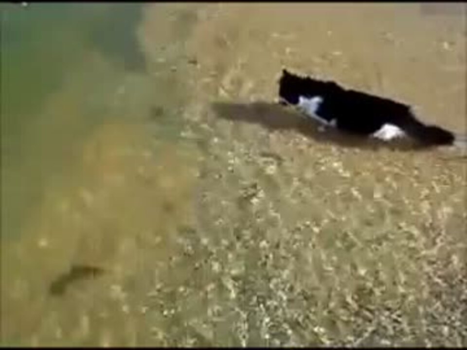 海で泳ぎだす猫 ニコニコ動画