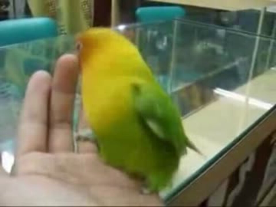 ｲﾝｺくん迫真のモノマネ ニコニコ動画