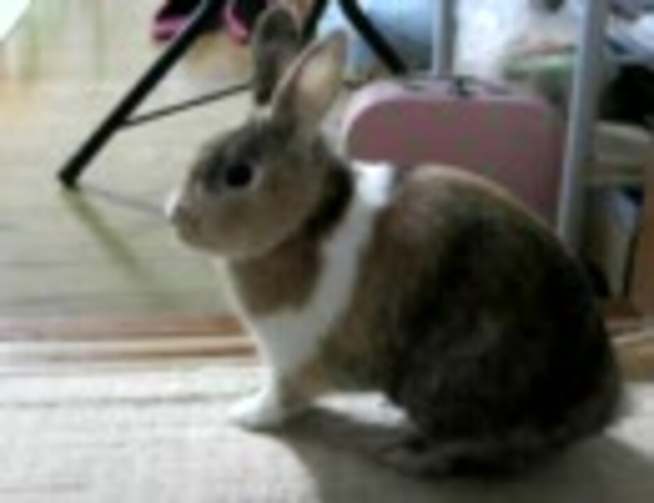 しつこく足ダンするうさぎ ニコニコ動画
