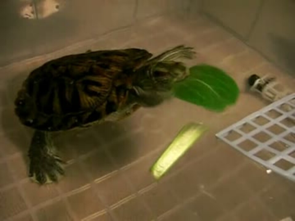 うちの3カメ その10 おやつを食べる ニコニコ動画