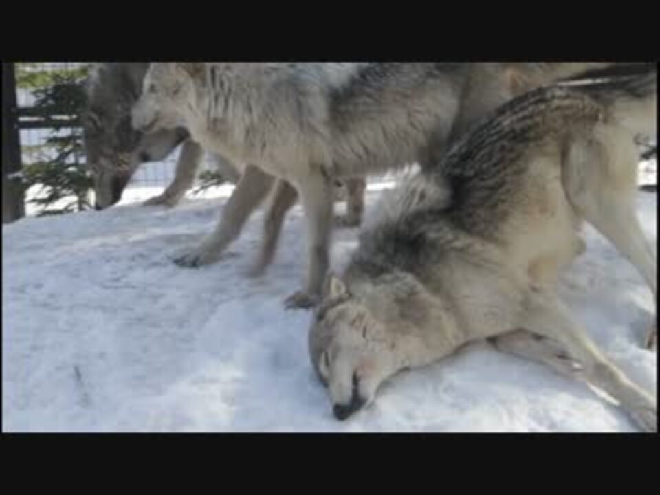 人気の 動物 狼 動画 138本 4 ニコニコ動画
