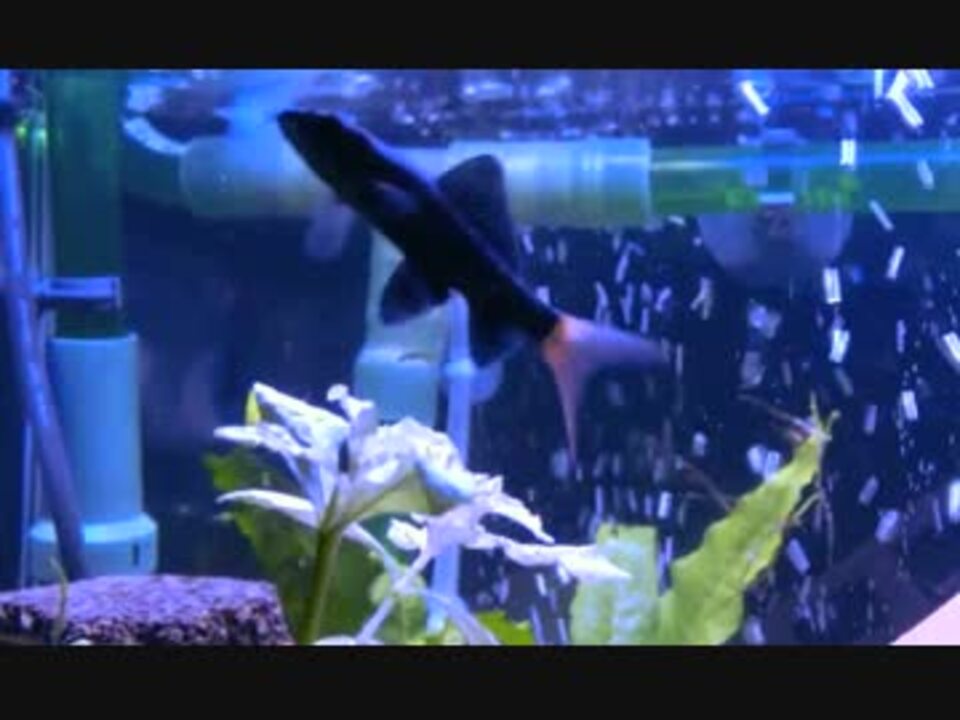 人気の 熱帯魚 水槽 動画 651本 7 ニコニコ動画