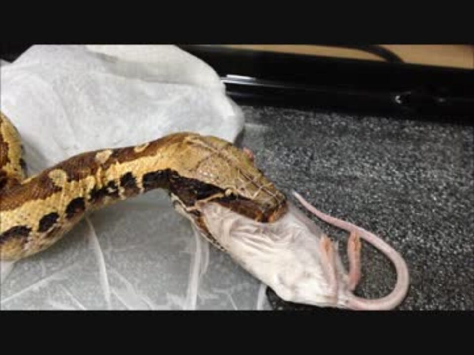 人気の 動物 蛇 動画 571本 8 ニコニコ動画